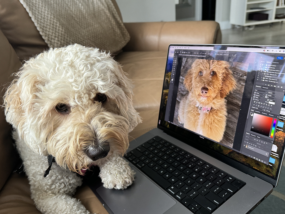 You are currently viewing Creative ways to include dogs at a wedding.